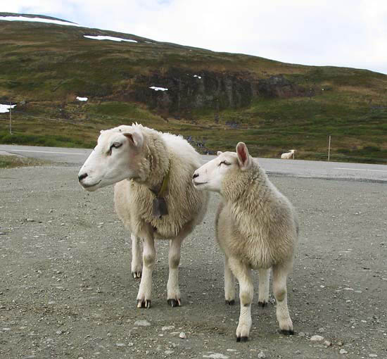 Klicka p bilden fr att skicka den som ett vykort