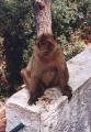 Gibraltar 1999 - Klicka fr en strre version