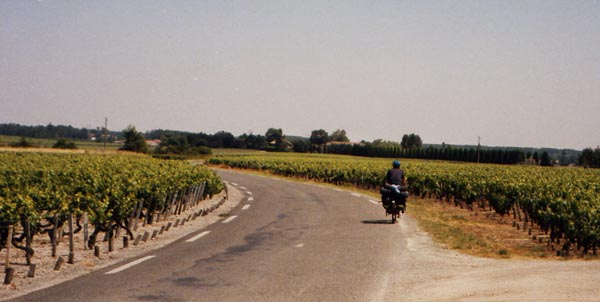 Vinodlingar under en bl himmel