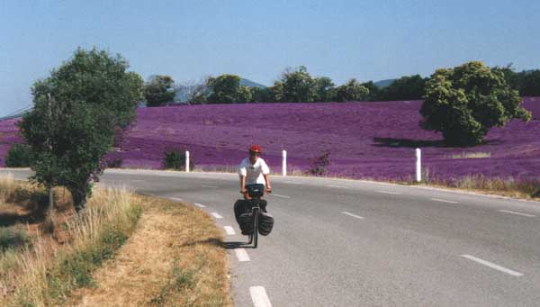 Lavendel